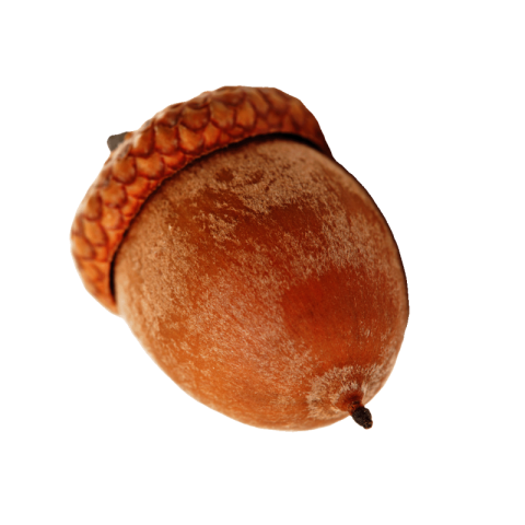 Autumn oak acorn png transparent free