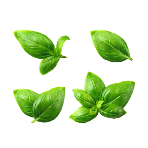 Basil png