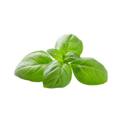 Fresh basil png