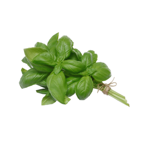 Transparent basil png