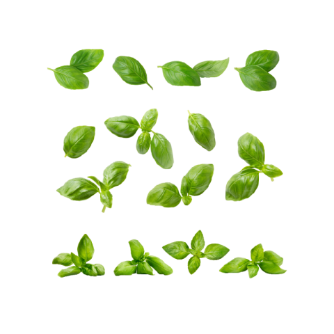 Holy basil png