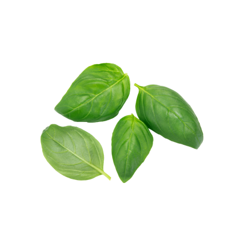 Basil png transparent
