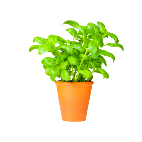 Sweet basil png