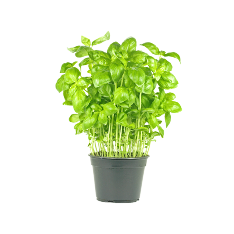 Basil png background
