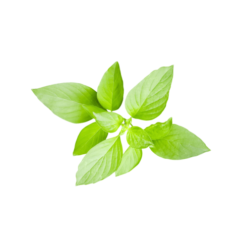 Basil png download