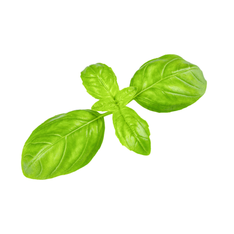 Basil png free download