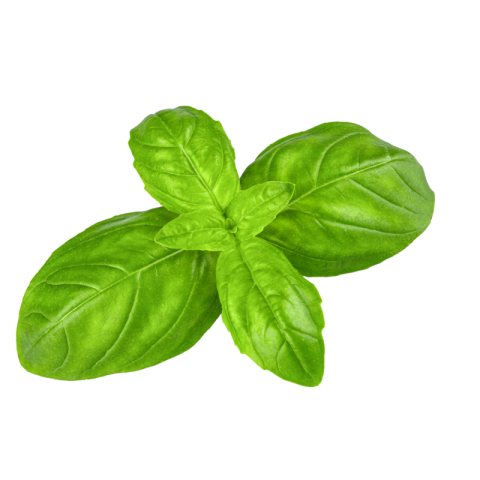 Basil png free