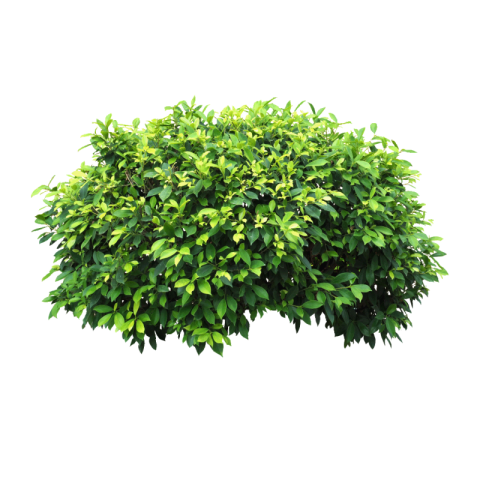 Bush png