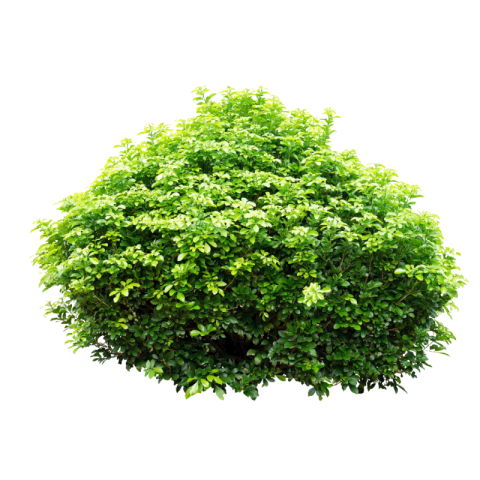 Bushes png free