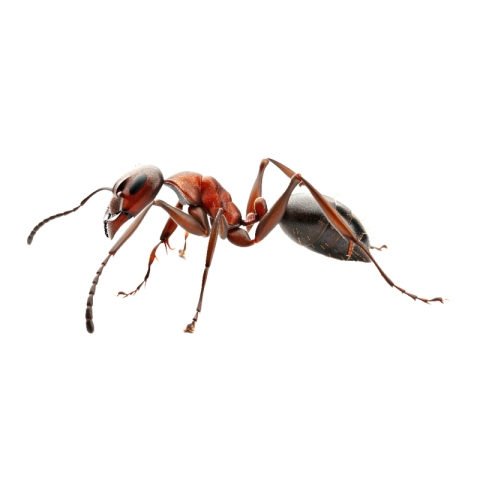Ant png background