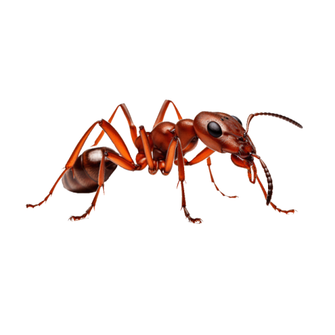 Ant png download