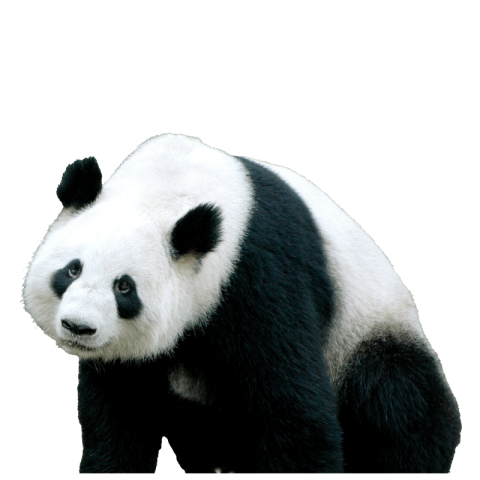 Panda png image