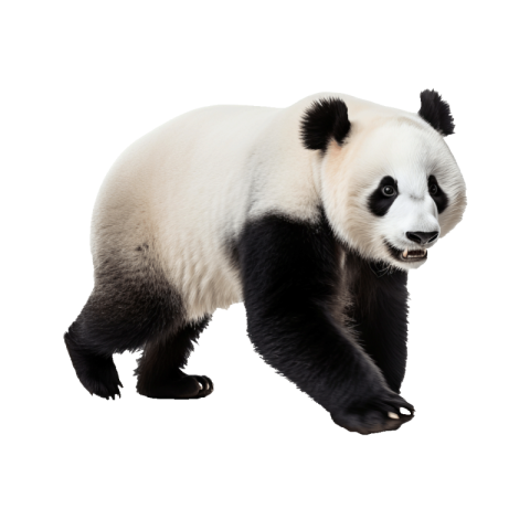 Panda png transparent