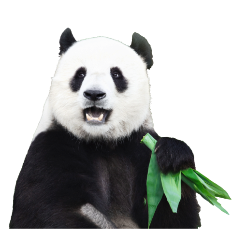 Panda png images free download