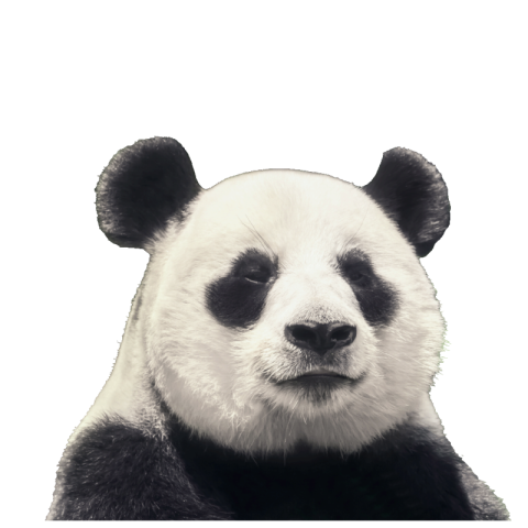 Panda png face