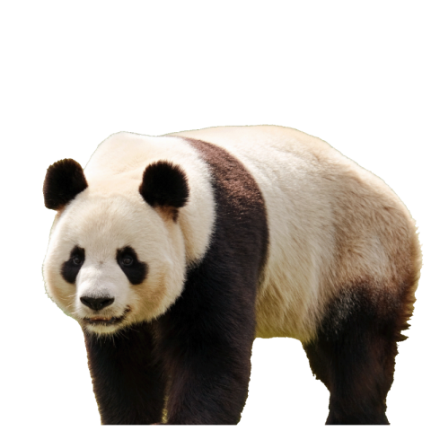Panda png images download