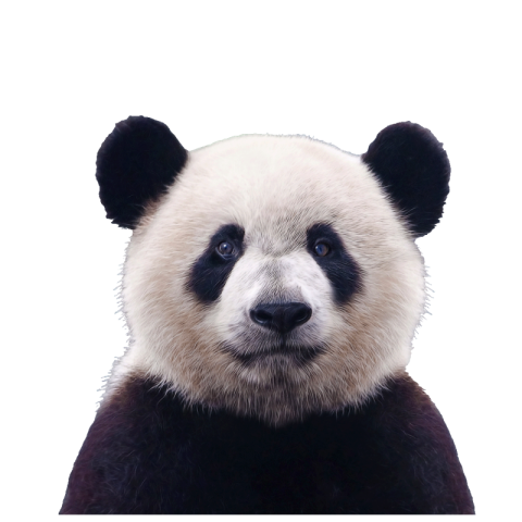 Panda face png transparent image