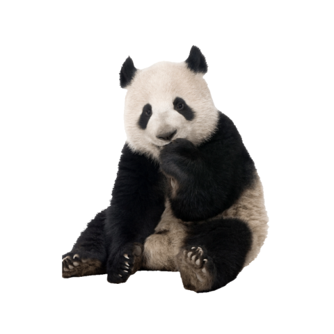 Panda png black and white