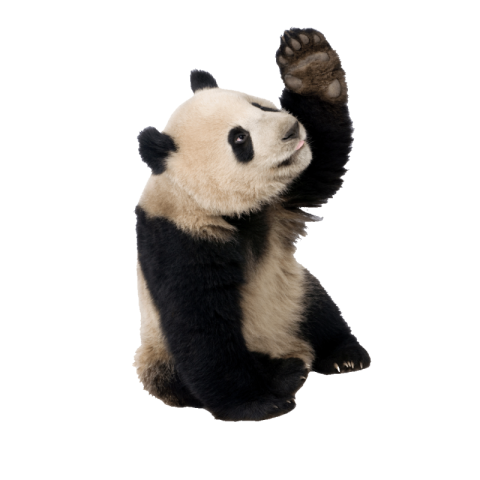 Panda png download