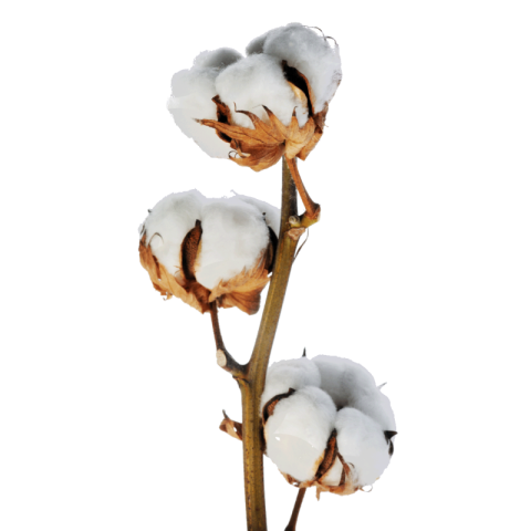 Cotton png image