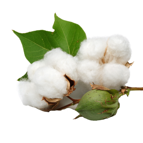 Cotton png transparent
