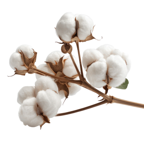 White cotton png