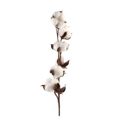 Cotton png background