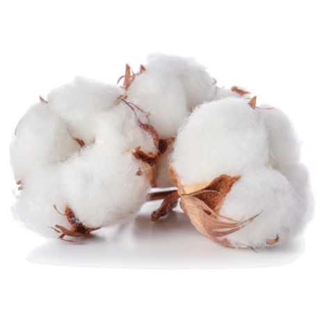 Cotton png free