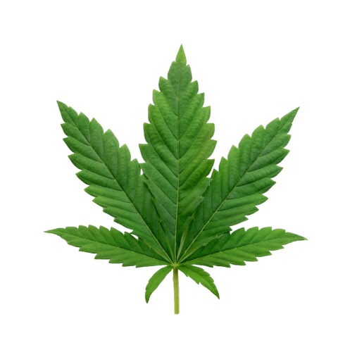 Cannabis png transparent