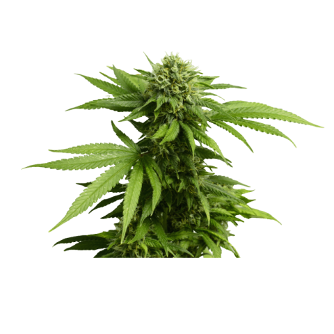 Cannabis png free