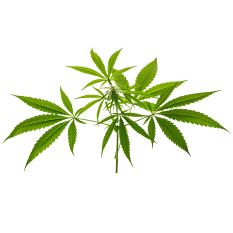 Free cannabis png transparent