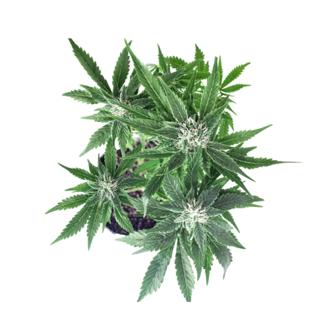 Cannabis png transparent background