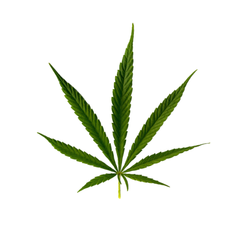 Cannabis png free