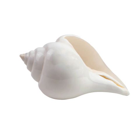 Conch png
