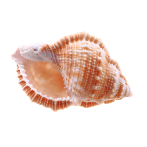 Conch png transparent