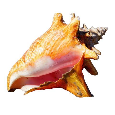 Conch png download