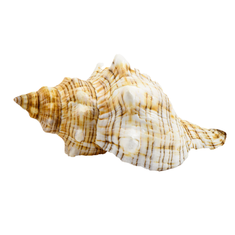 Conch png images