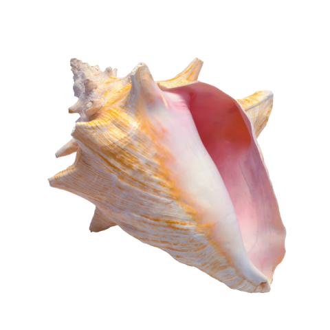 Conch png transparent images