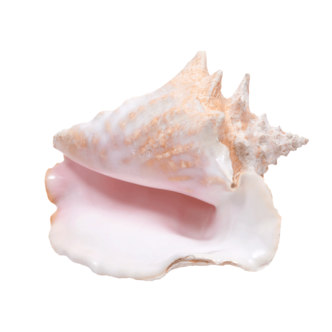 Conch shell png for free download