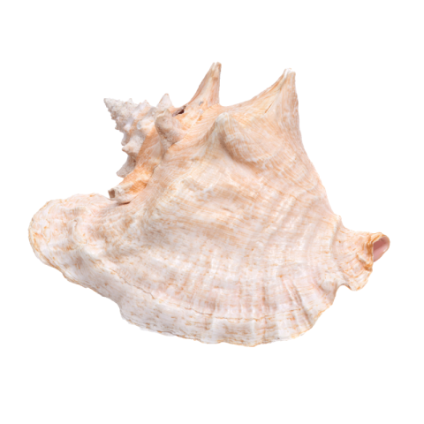 Conch png transparent free image