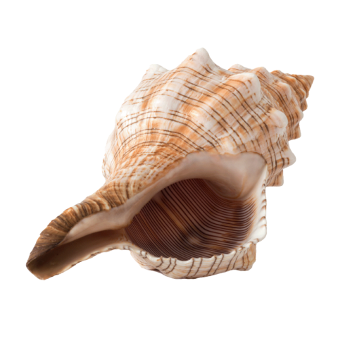 Conch png transparent image