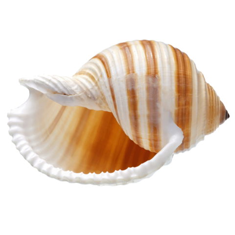 Conch shell png images