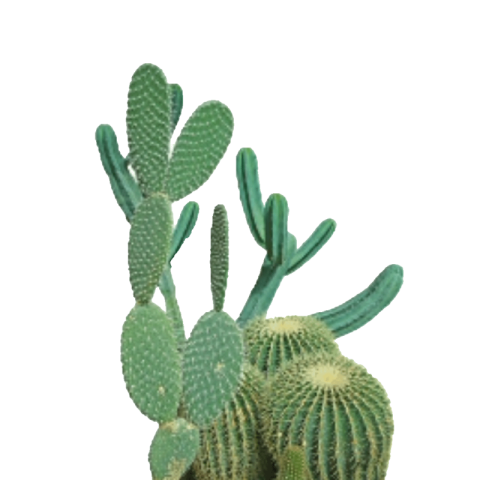 Cactus png transparent background