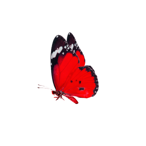 Butterfly png