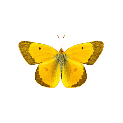 Butterfly png transparent