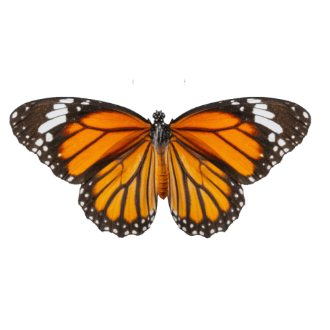 Orange butterfly png