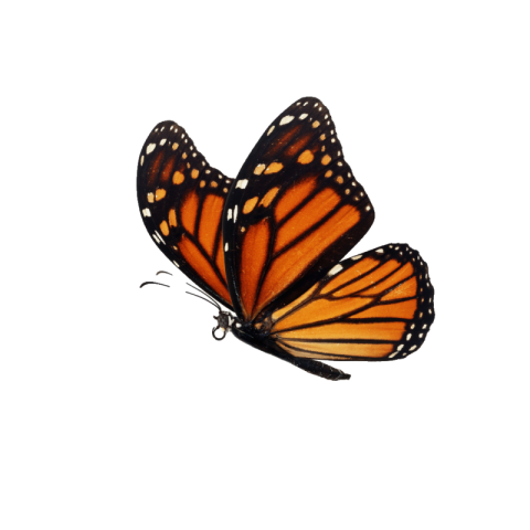 Butterfly png transparent