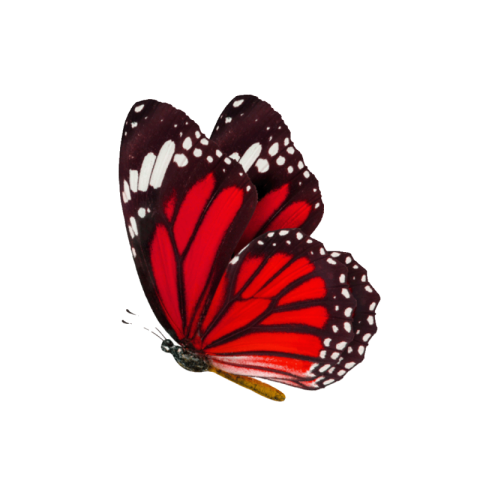 Red butterfly png