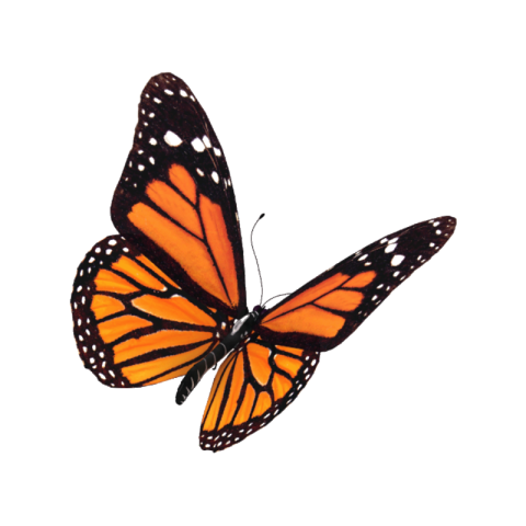 Orange butterfly png