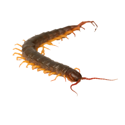 Transparent centipede png